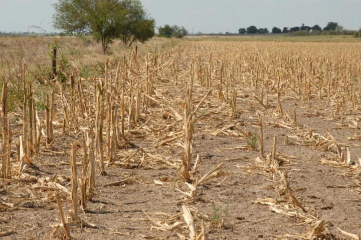 Declaran desastre agropecuario al norte santafesino