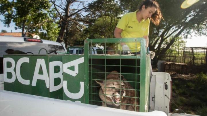 Tasladan a Uruguay seis pumas provenientes del tráfico de fauna