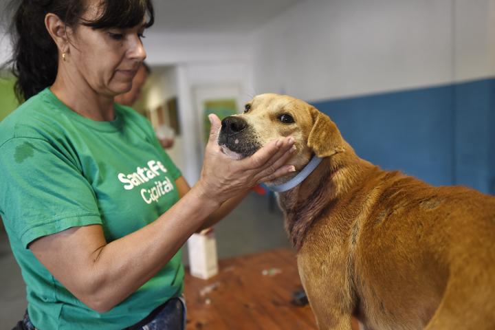 El IMUSA marca el camino: 5000 animales atendidos