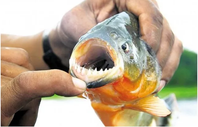 Ataques de palometas en la laguna Setúbal: 33 heridos