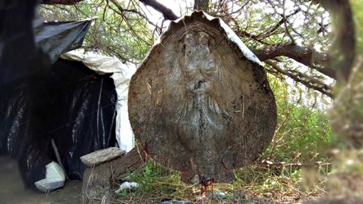 Corondino pescó una raya gigante 