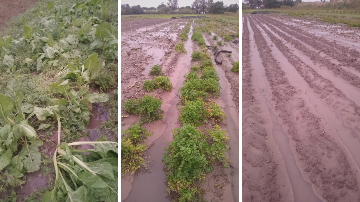 El 80% del cordón frutihortícola santafesino está bajo agua