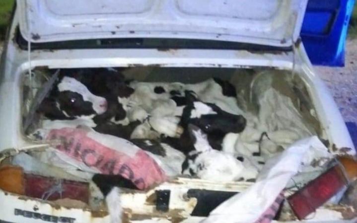 Cayastá: llevaban 8 terneros en un Peugeot 504 por la ruta