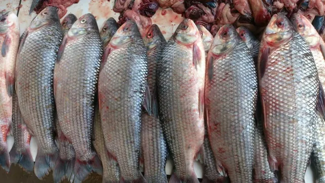 Santa Fe suspendió la eportación de pescado por un año