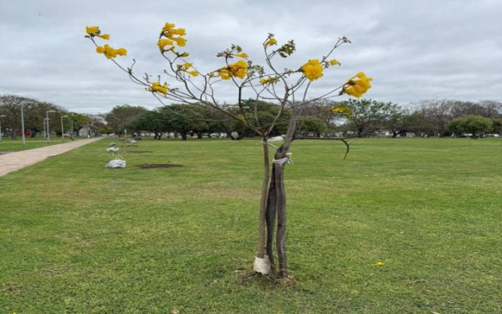 El vivero municipal produce para aumentar la masa forestal de la ciudad