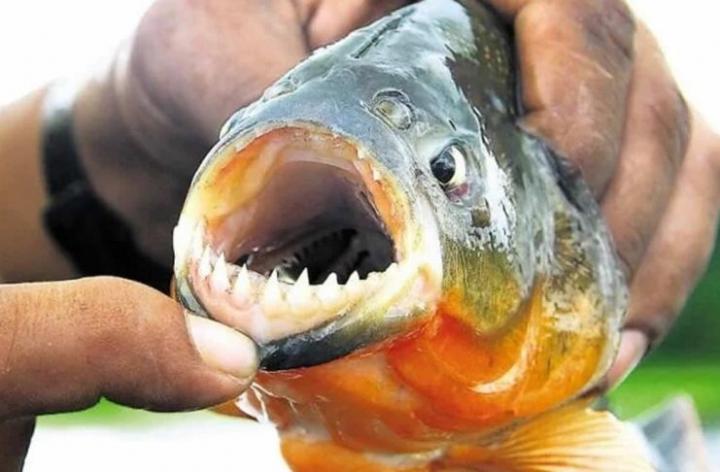 Llegó el calor y llegaron los ataques de palometas