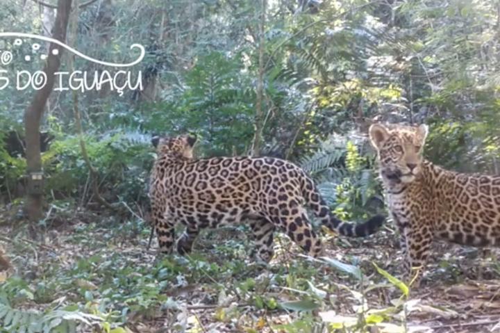 Registraron dos cachorros de yaguareté en el Parque Iguazú