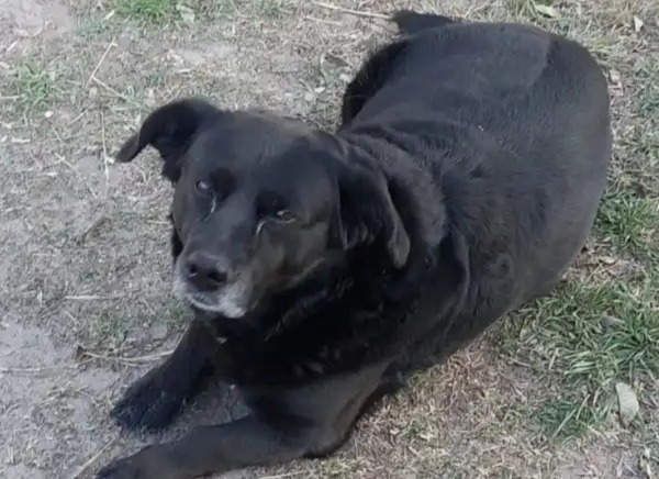 Sancionarán al propietario del perro que mató a “Garrafa”