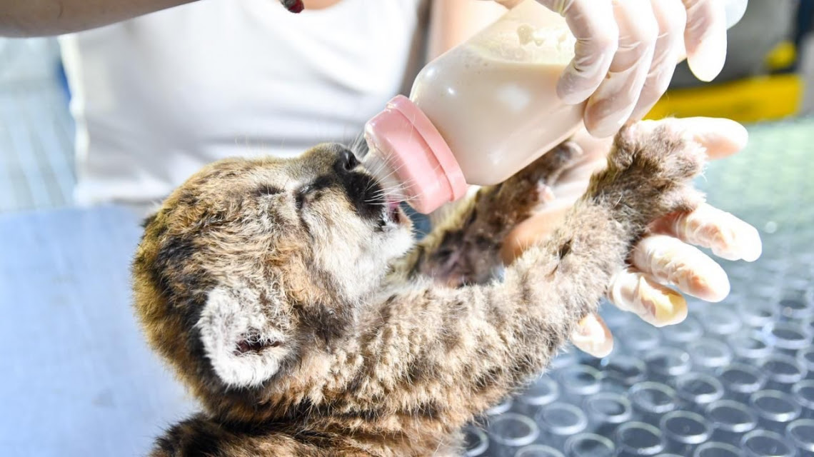 Aumentan las multas por caza ilegal en Santa Fe