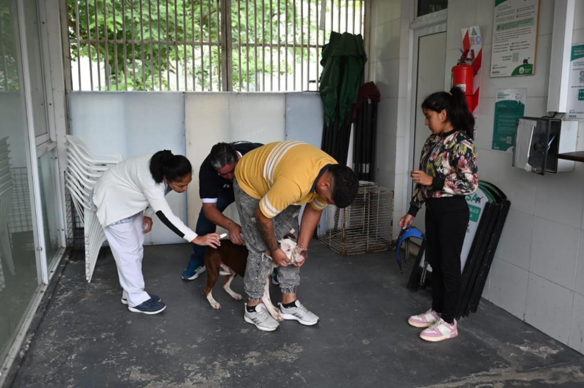 Arrancó el chipeo de perros de más de 15 kg 