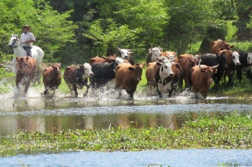 Se viene El Niño y hay 710 mil cabezas de ganado a proteger