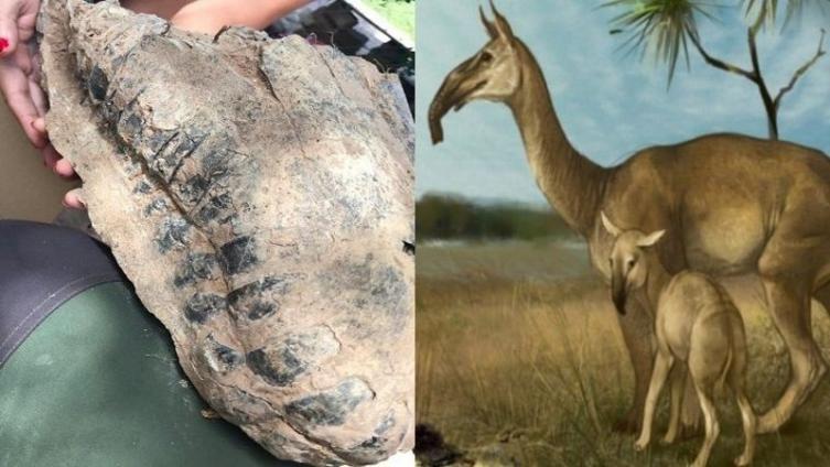 El cráneo hallado tiene miles de años de antigüedad.