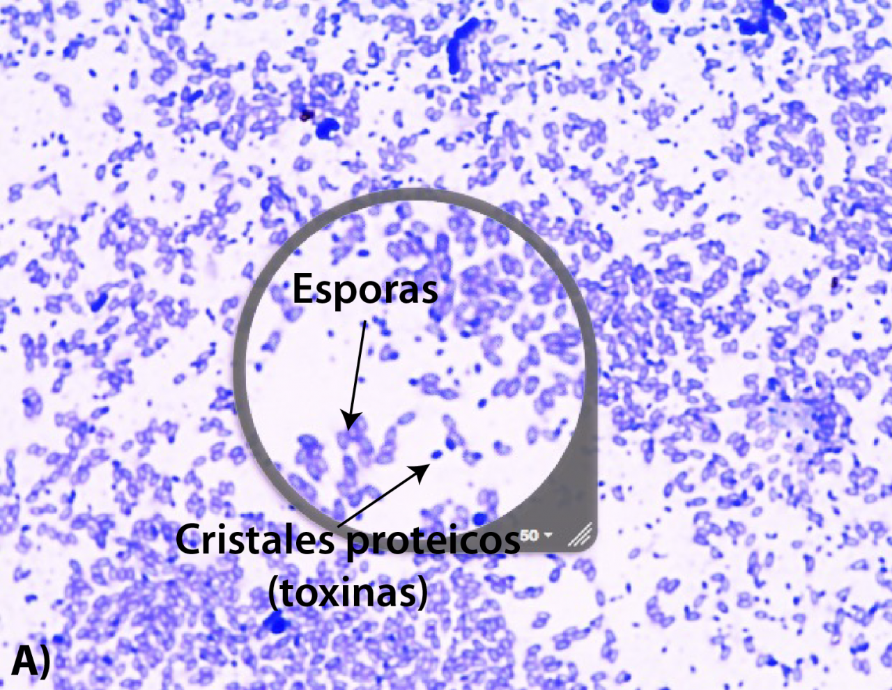 biocida cristales