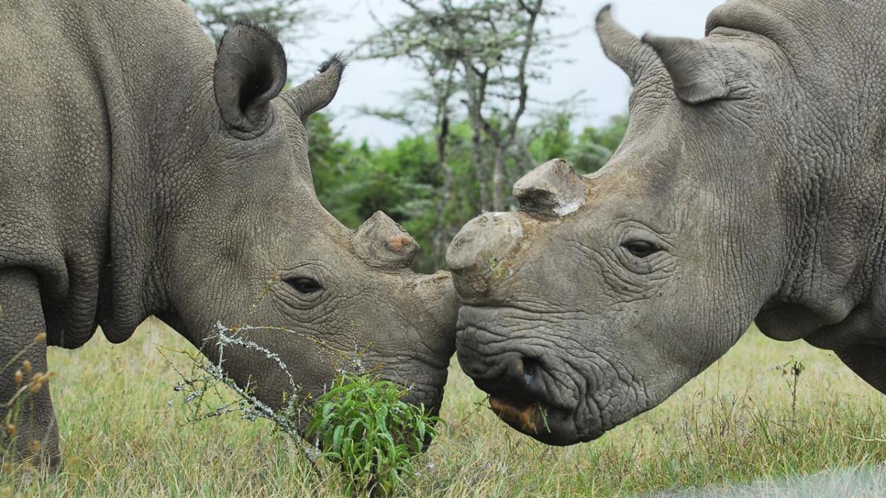 Najin y Fatu, las únicas dos hembras que quedan del rinoceronte blanco