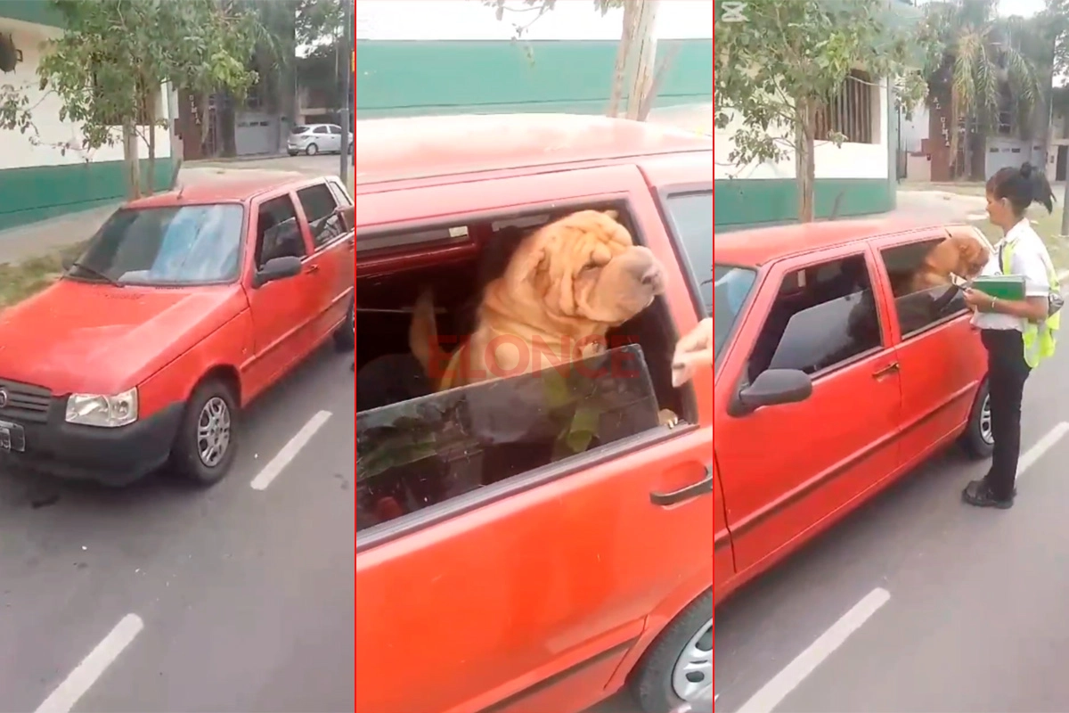 El perro abandonado por su dueña.