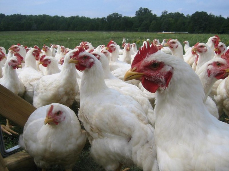 Trabajan con inóculos para bovinos, cerdos y aves.