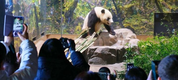 El regreso de Xiao Xiao y Lei Lei a China marca el fin de una era en Japón, que se queda sin pandas tras 50 años, generando impacto emocional y turístico.