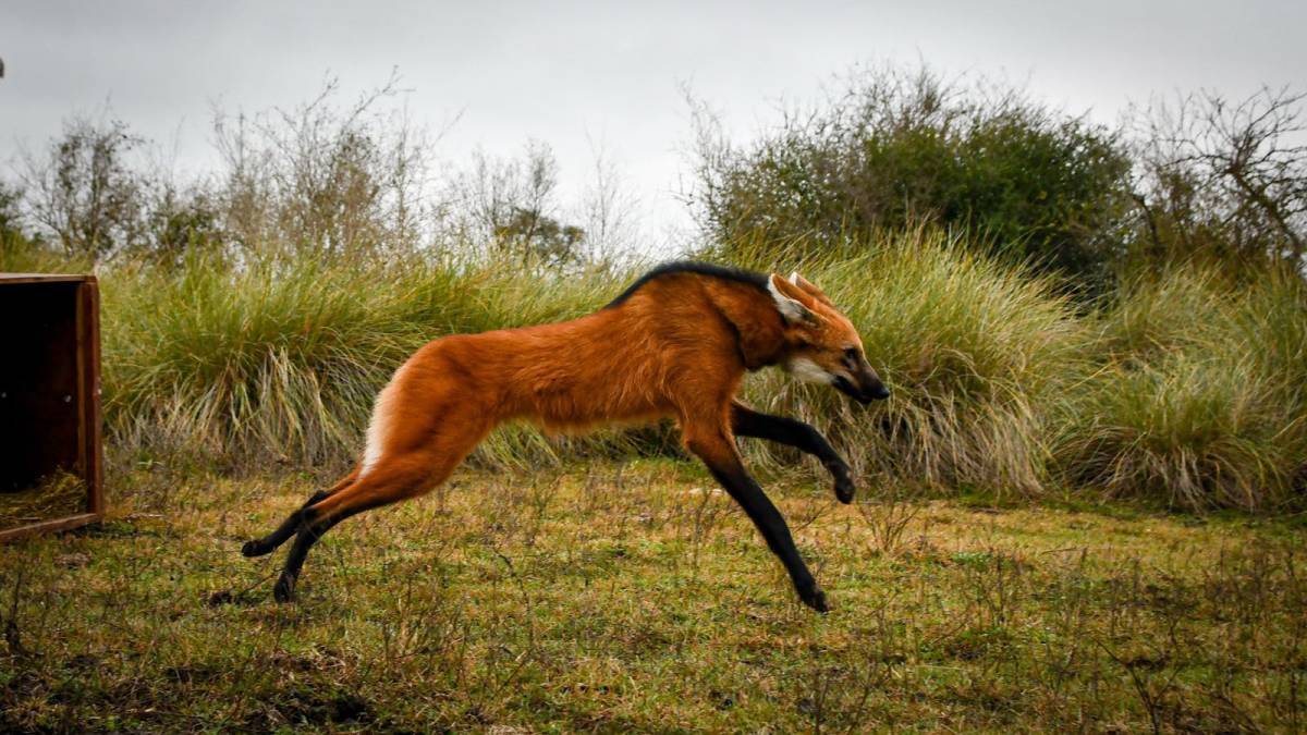 Devuelven a su hábitat natural al aguará guazú rescatado