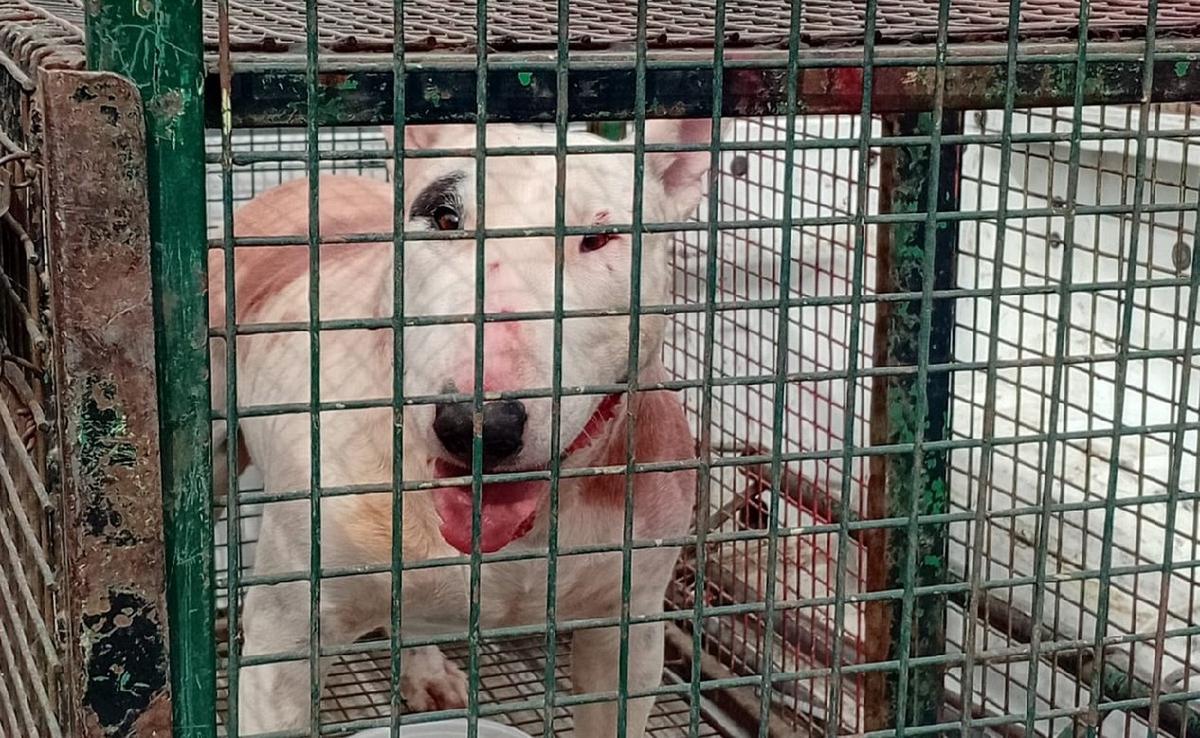 Perros peligrosos: proponen prohibir la cría, tenencia y venta